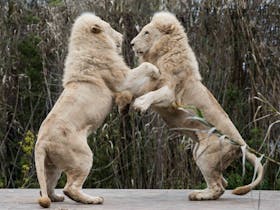 Two lions playing at the National Zoo & Aquarium
