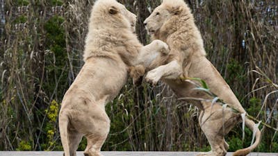 Two lions playing at the National Zoo & Aquarium