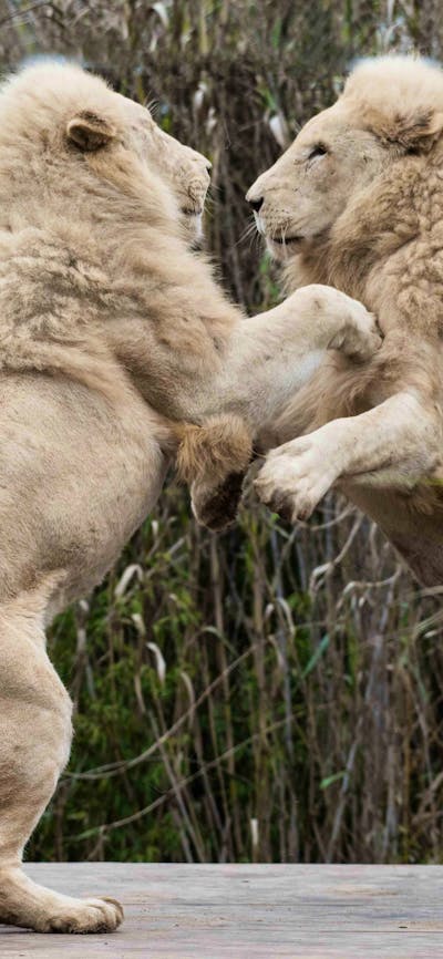 Two lions playing at the National Zoo & Aquarium