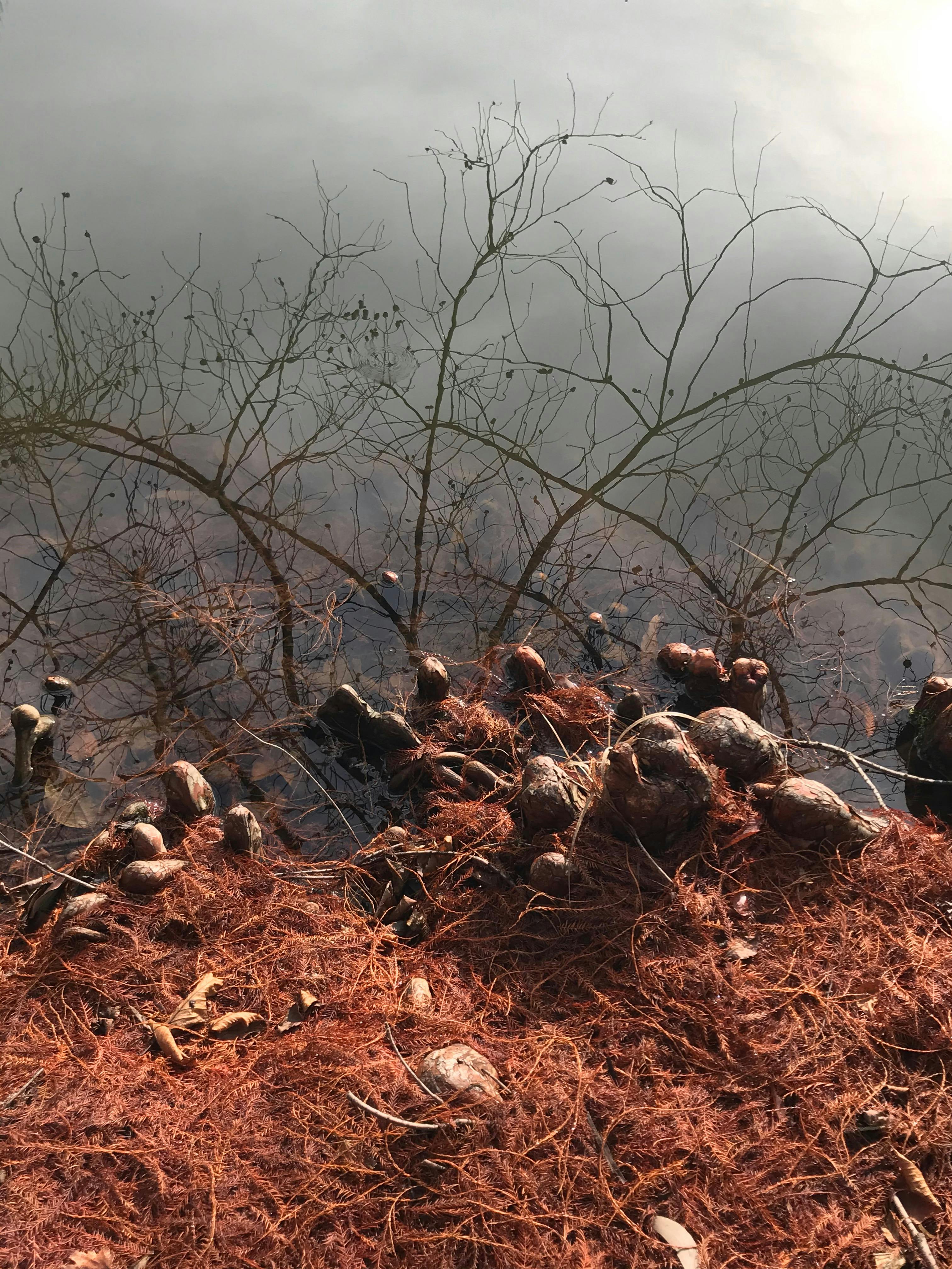 reflections of winter branches