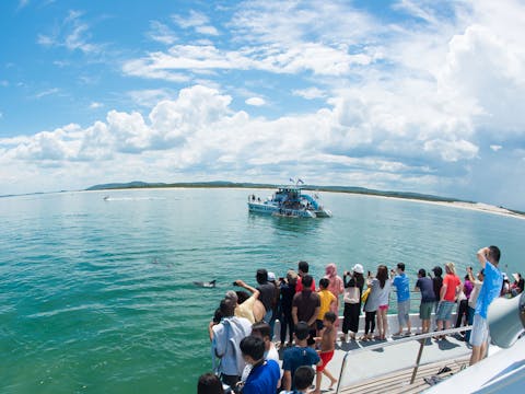 1.5 hour Dolphin Discovery Cruise