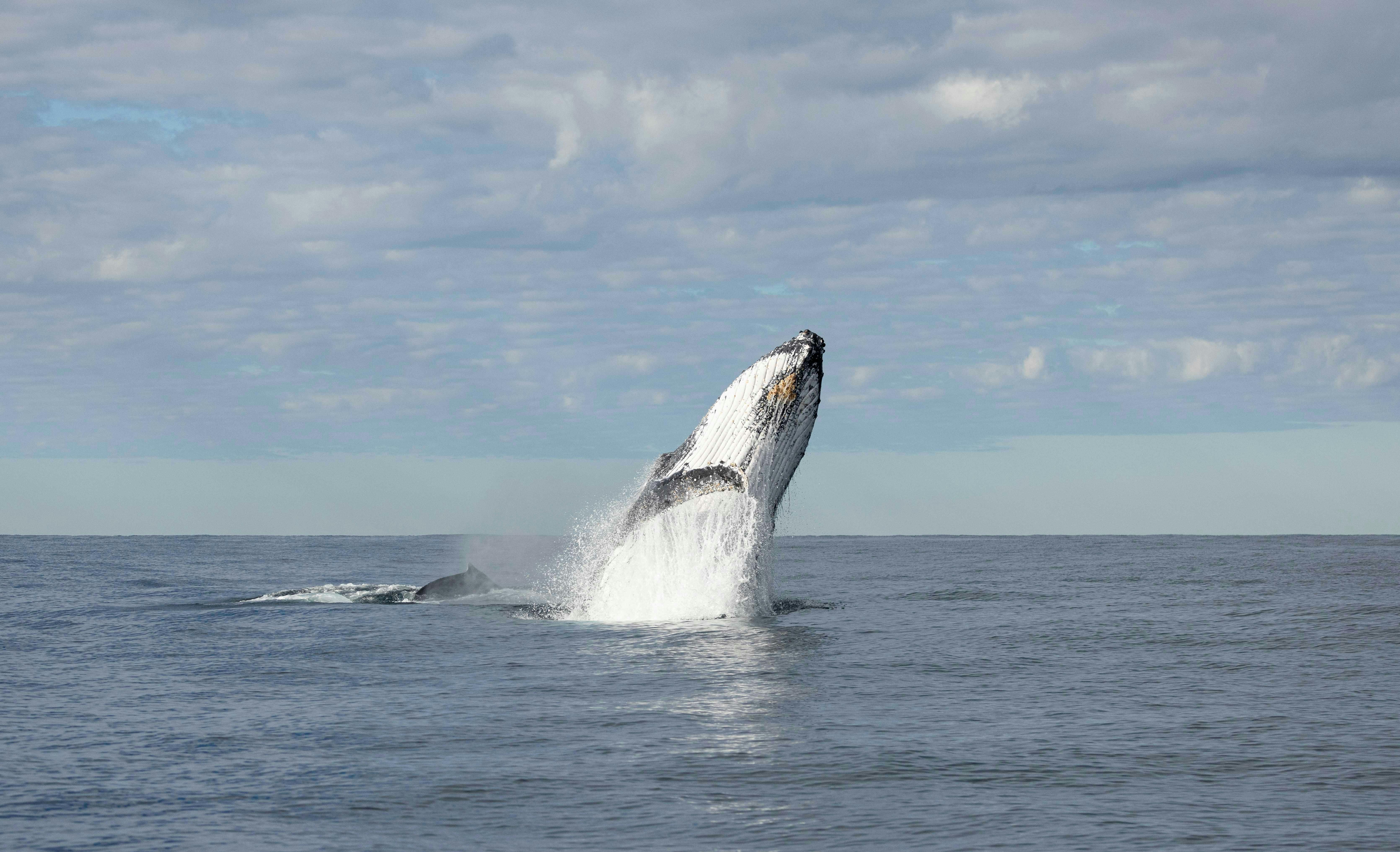 Whale watching Tweed Heads
