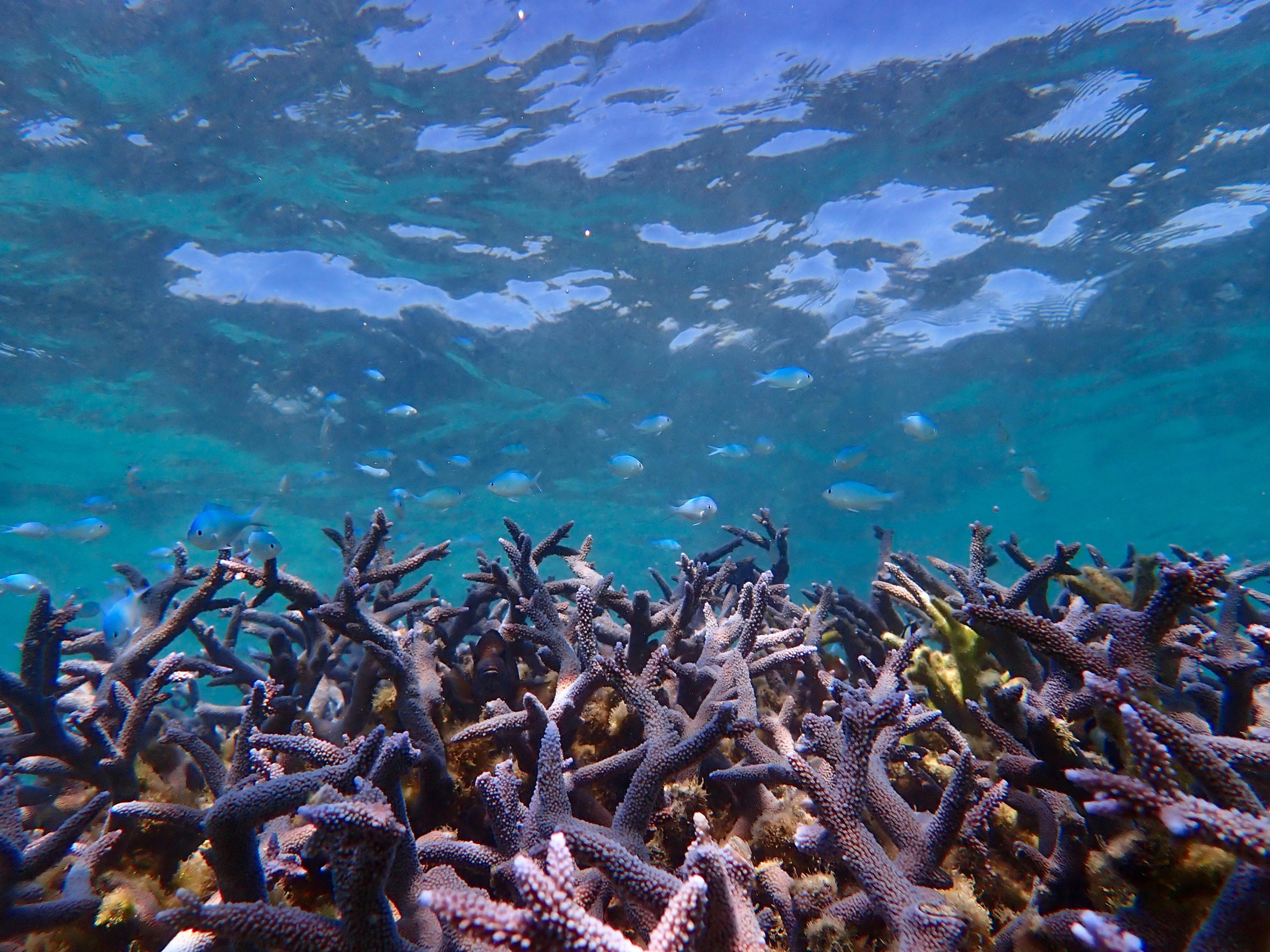 Underwater image of purple stag horn coral with small blue fish hovering above