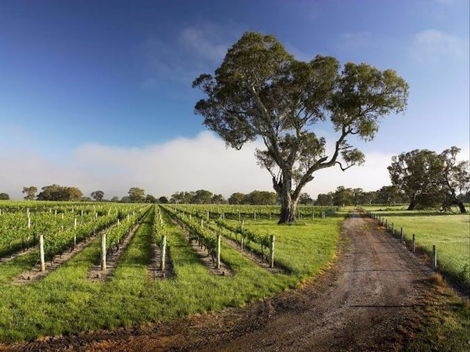 Coonawarra Cellar Door Half Day Tour