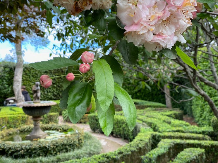 Crabapple blossom