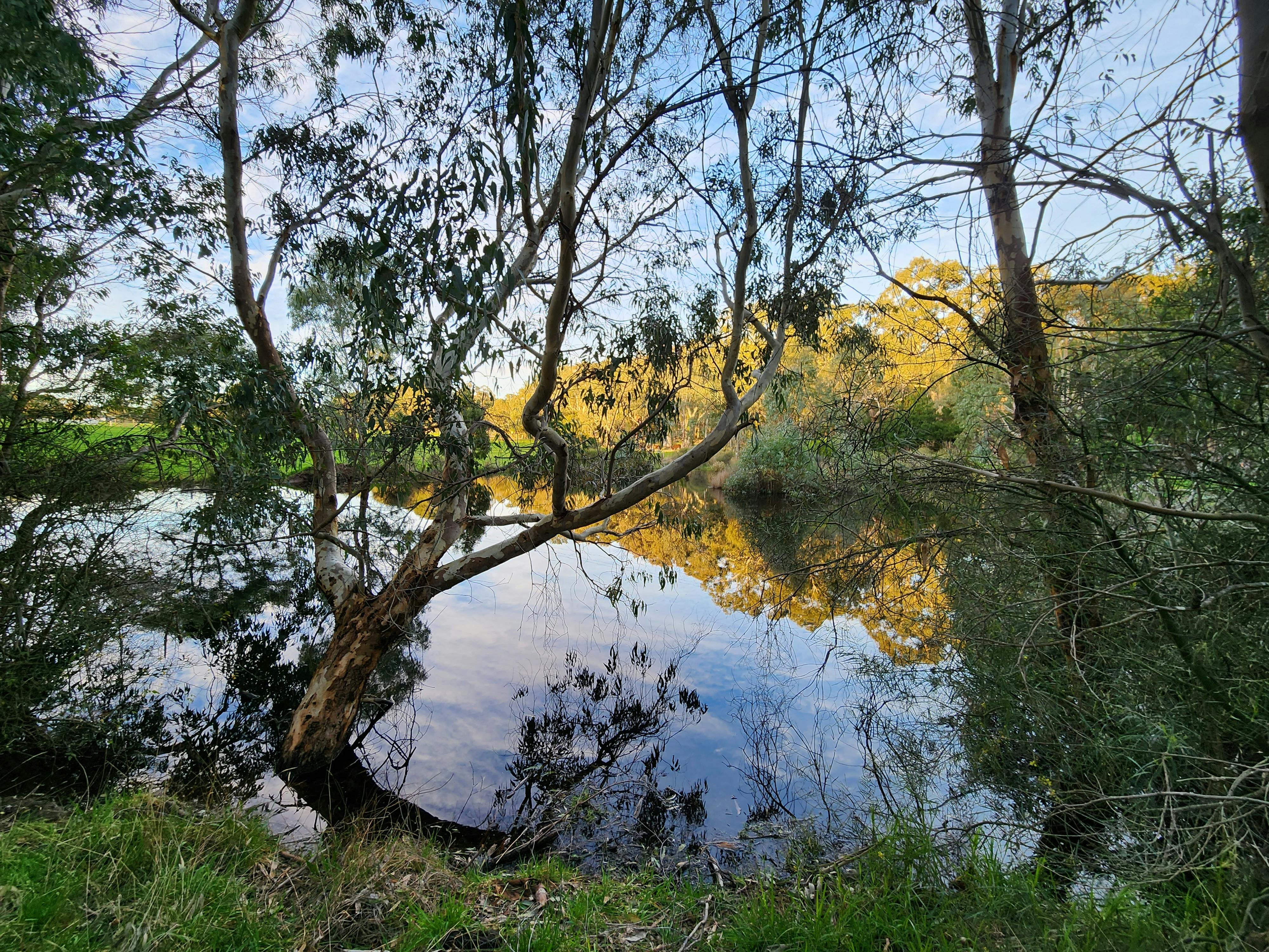Forest Gate Winter Wetlands