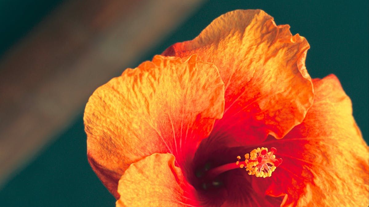 flower flower