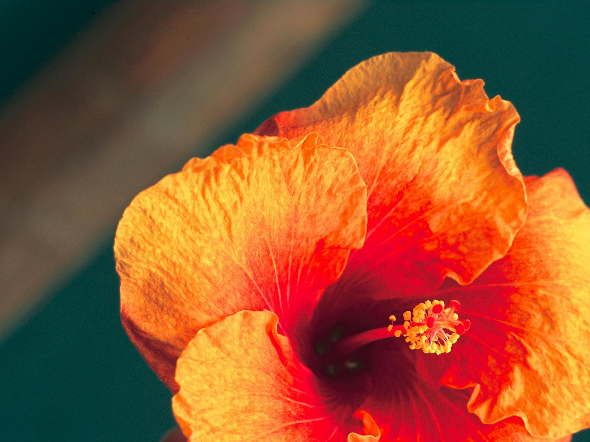 flower flower