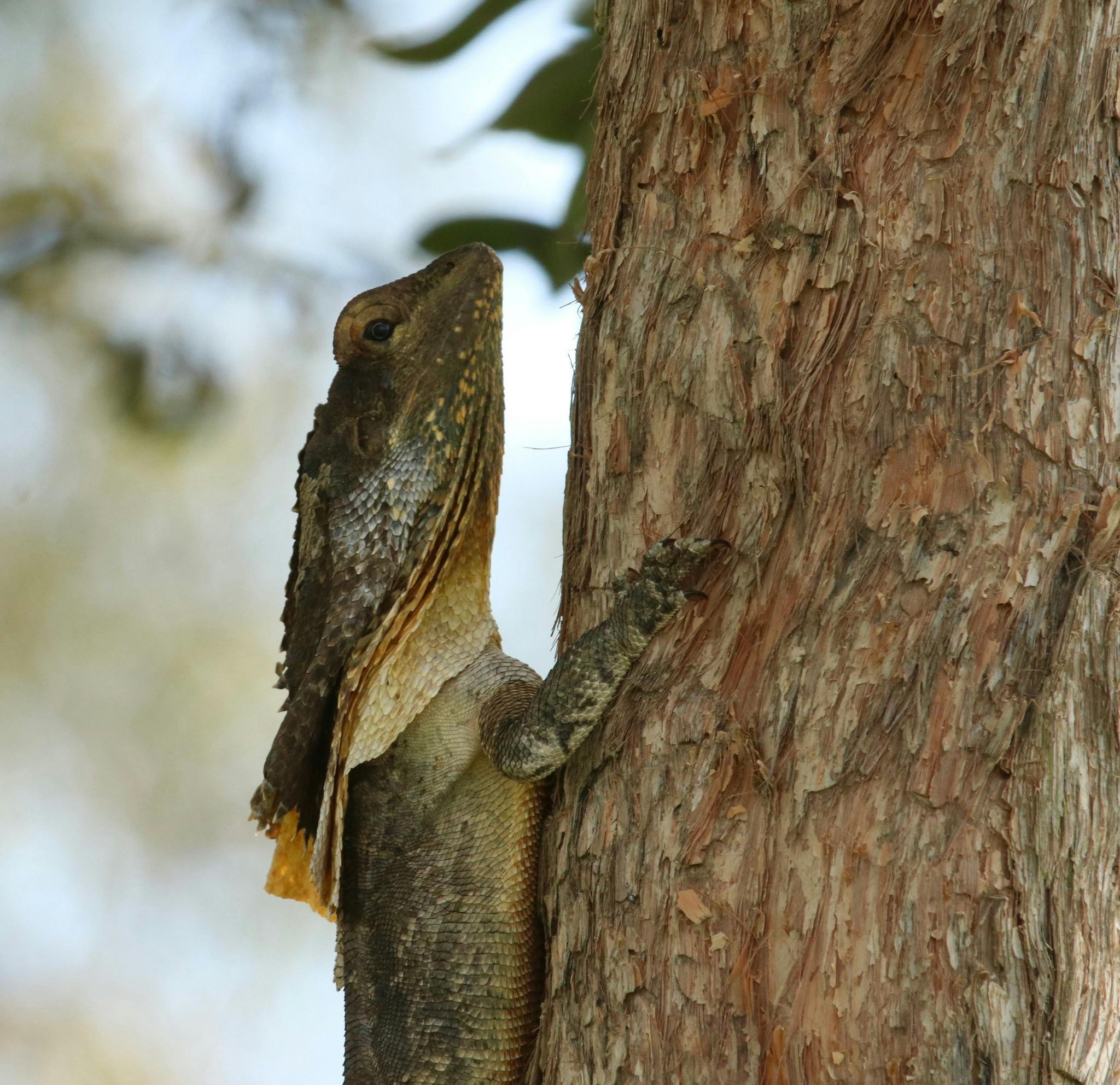 Boyds Forest Dragon