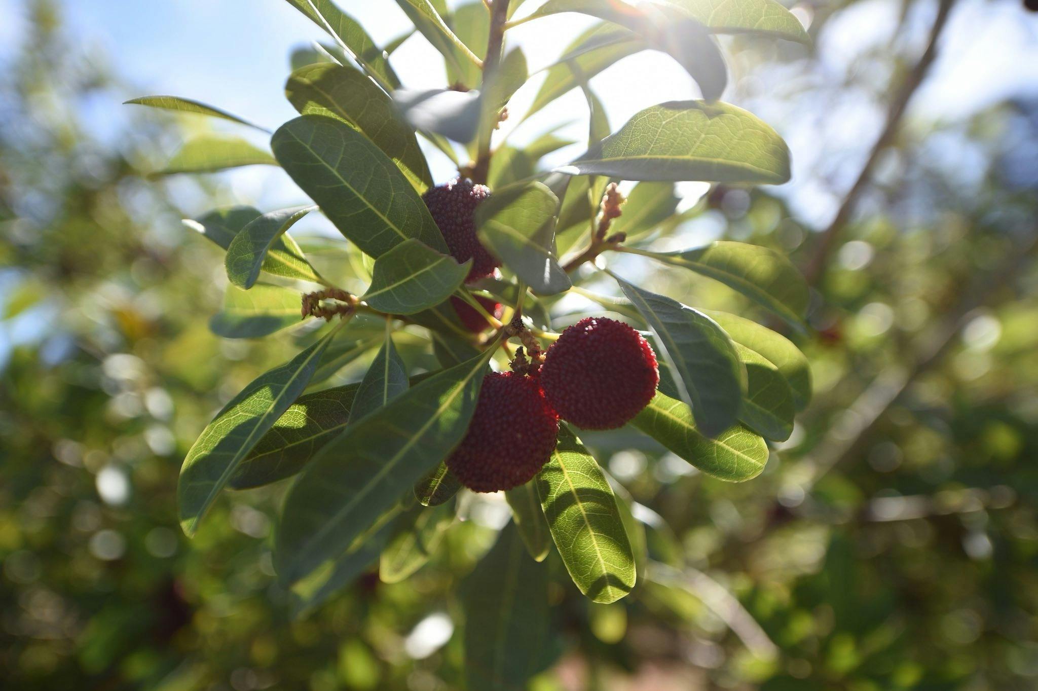 Close-up of three deep red bayberries among green leaves on the tree