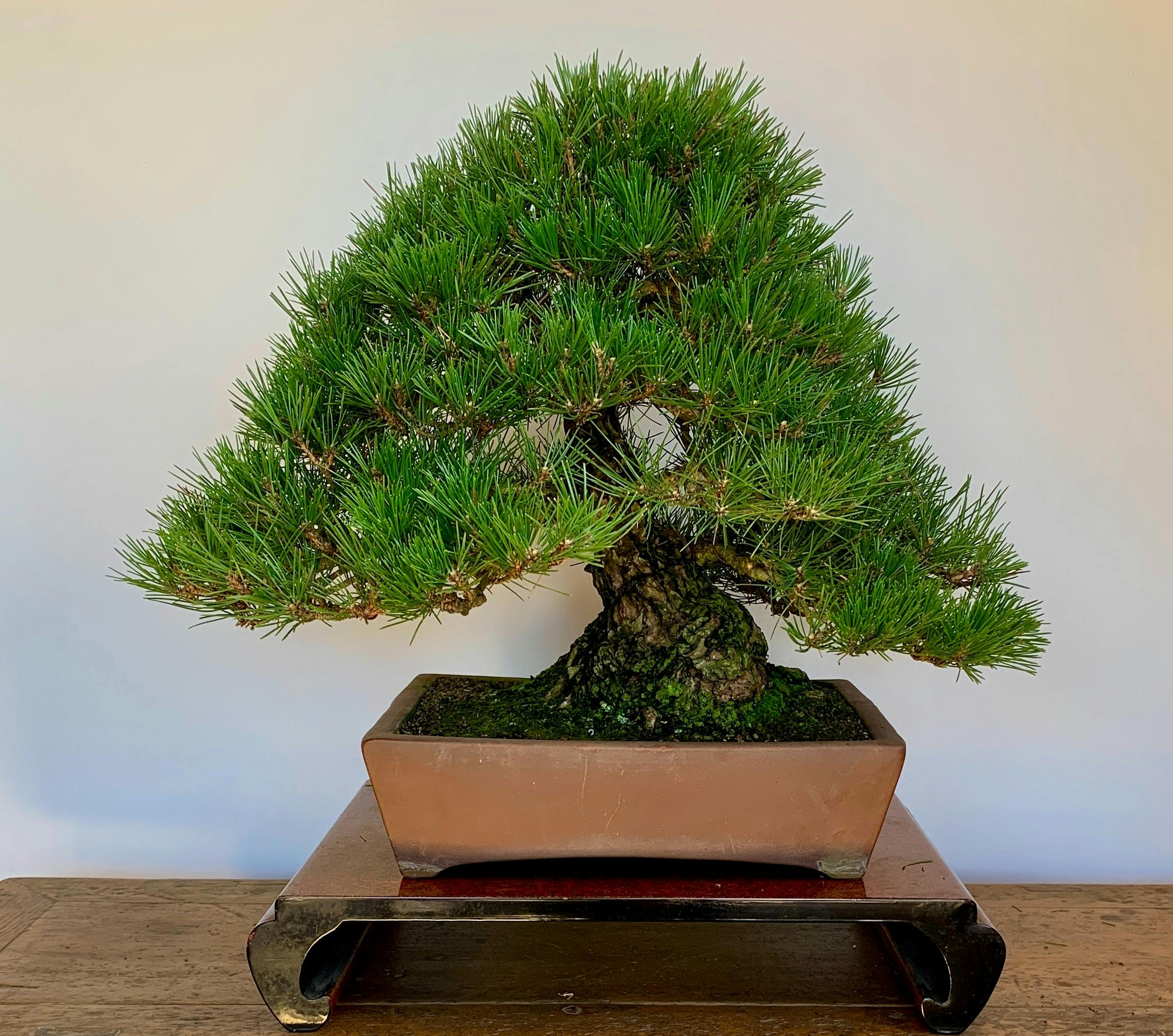 Bonsai