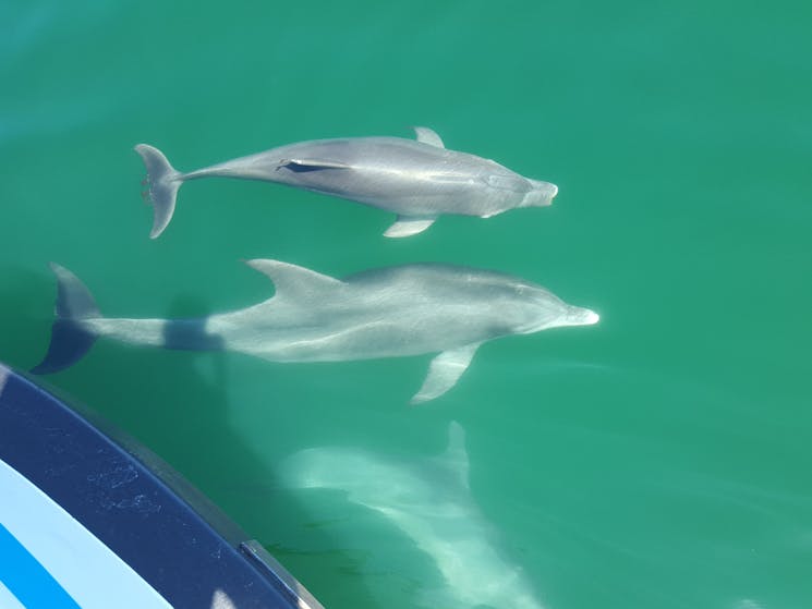 Bottlenose Dolphins