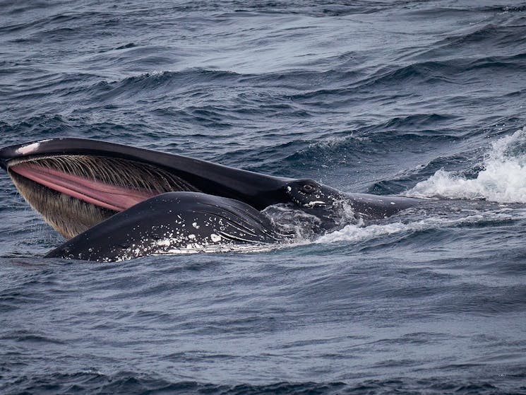 Bermagui Whale Watching Cruise, Sapphire Coastal Adventures 2021
