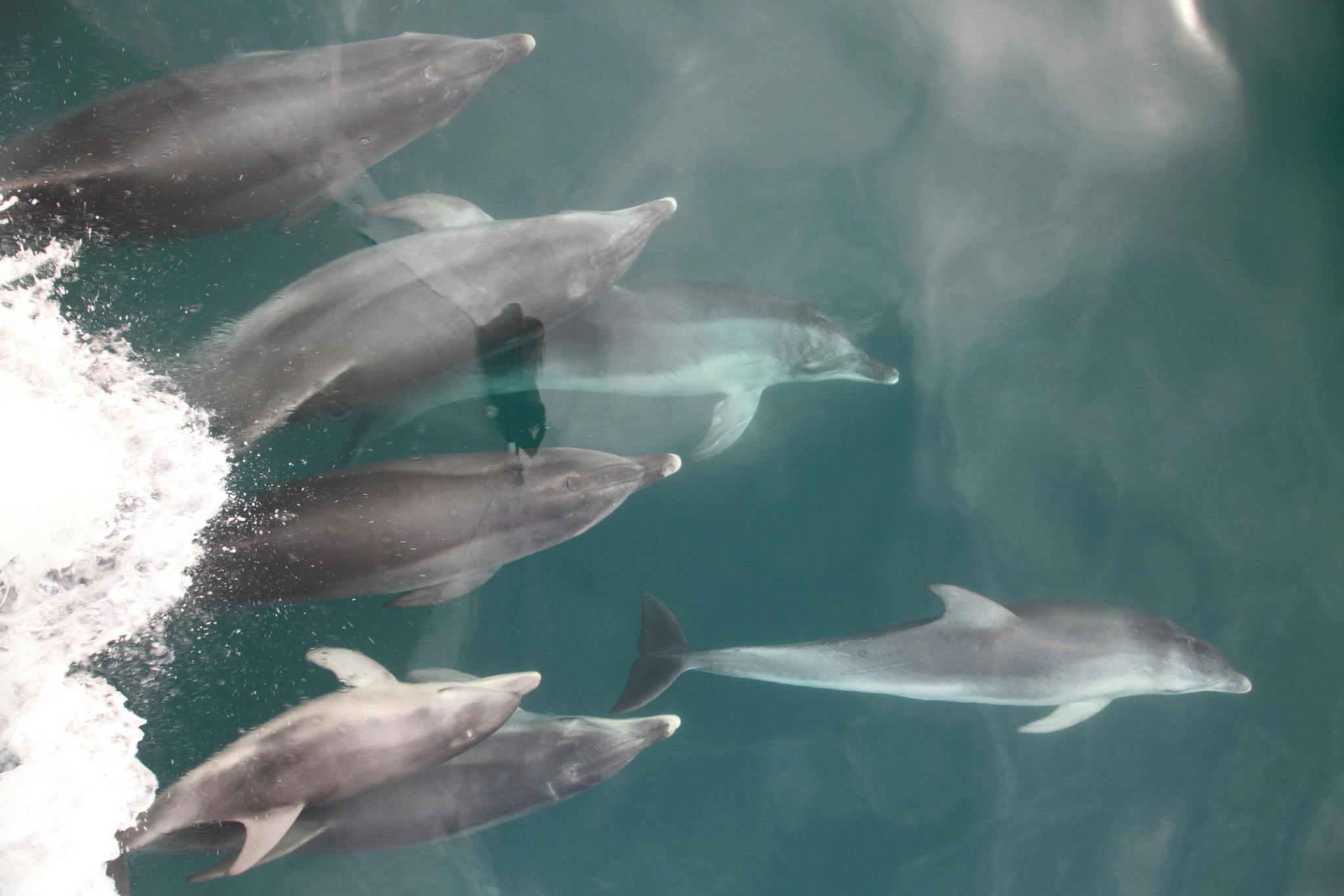 dolphins sorrento port phillip bay victoria australia mornington peninsula