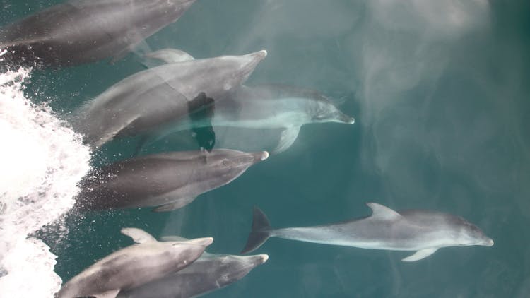 dolphins sorrento port phillip bay victoria australia mornington peninsula