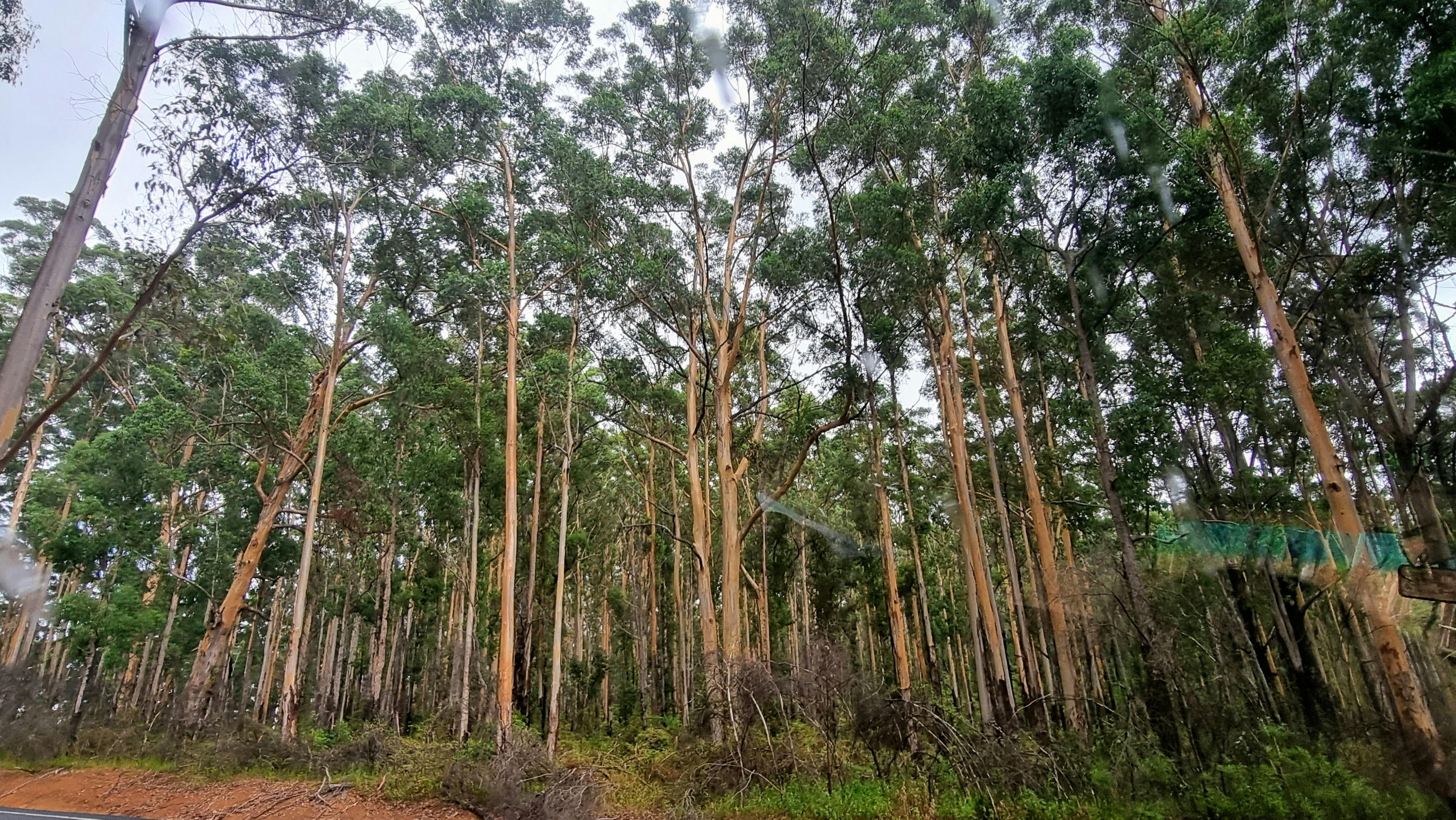 showing forest with tall trees