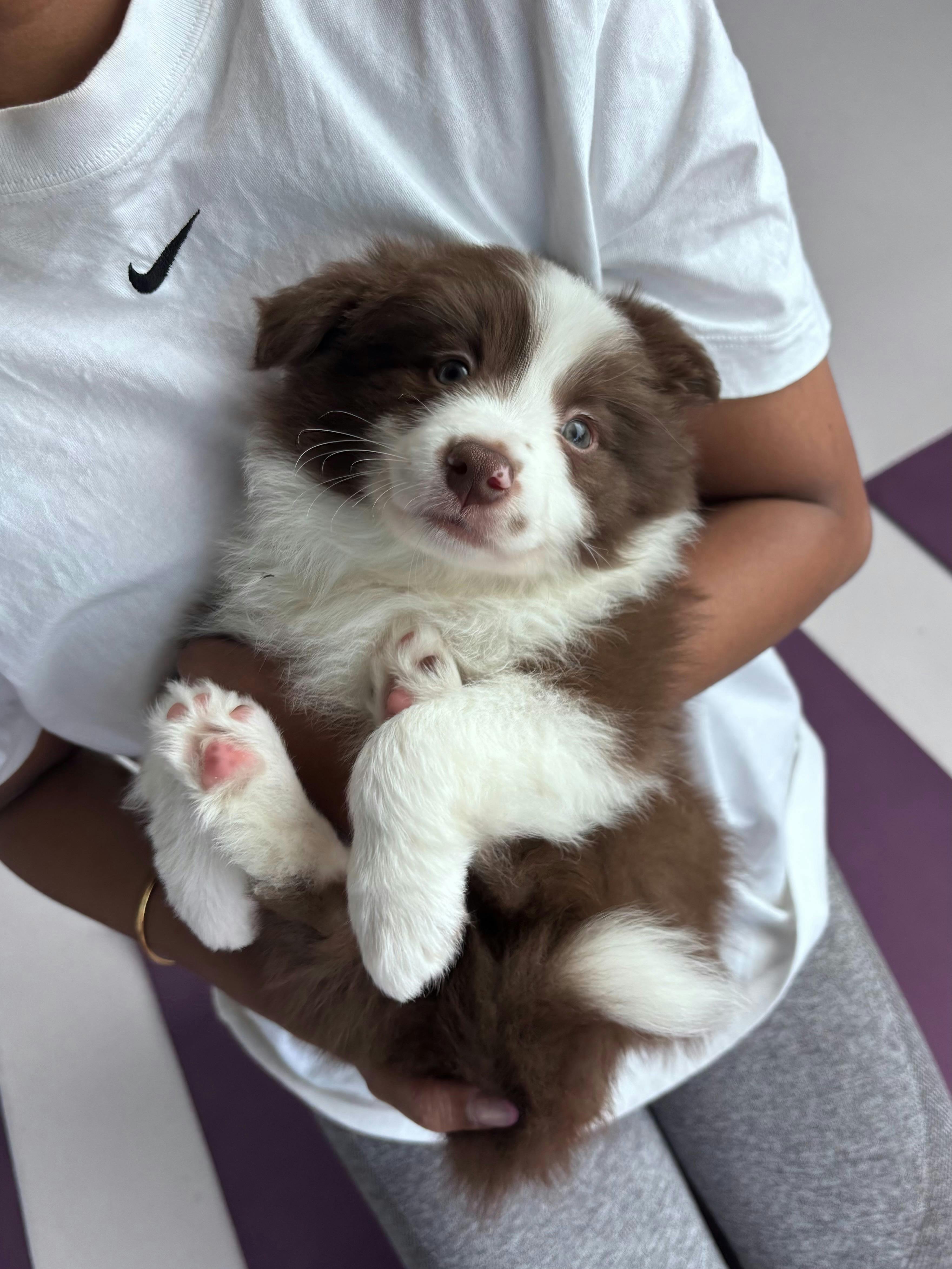 Puppy Yoga Perth | Yoga Paws