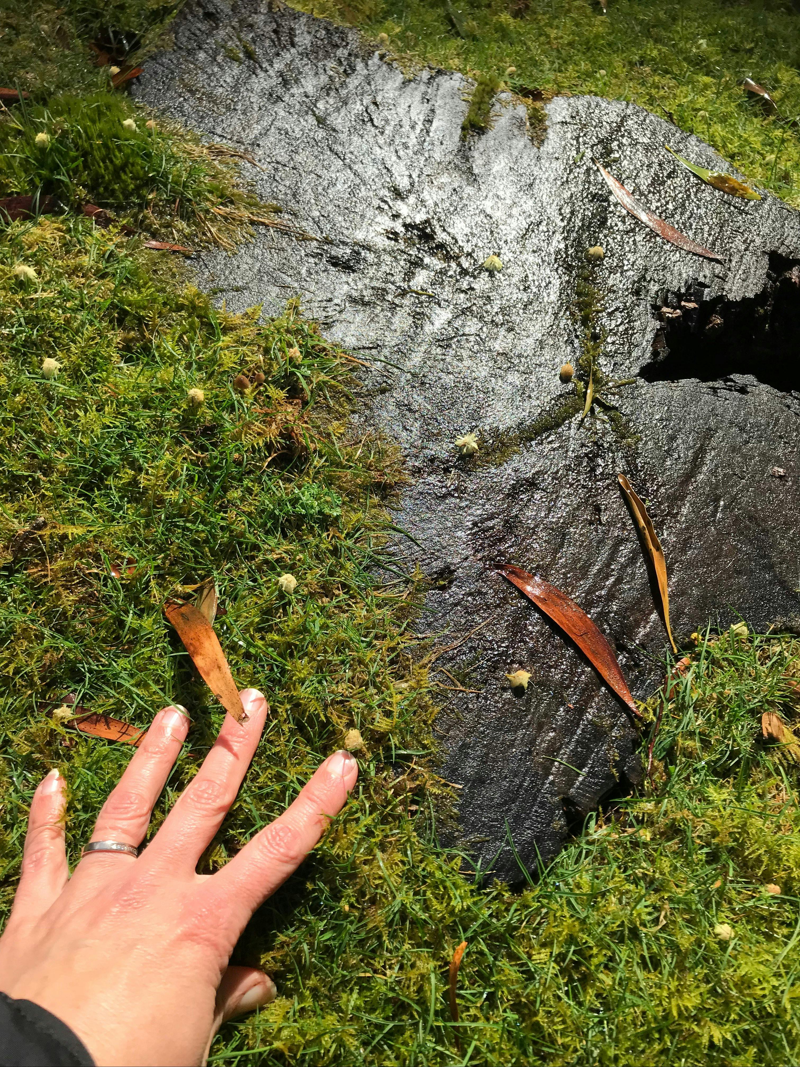 hand touched moist moss