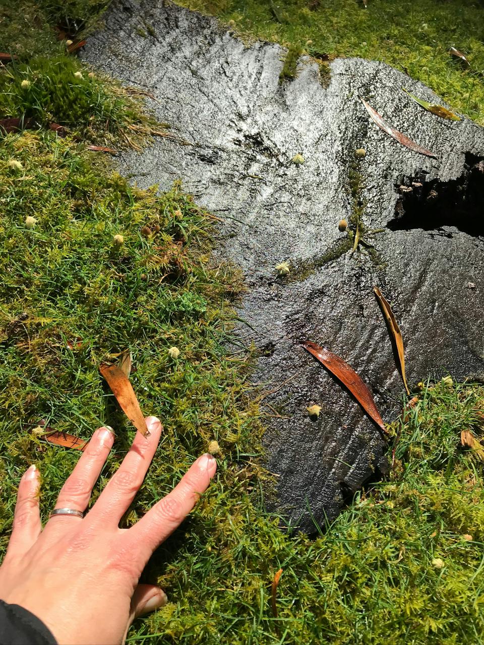 Afternoon Exclusive Forest Therapy Walk photo