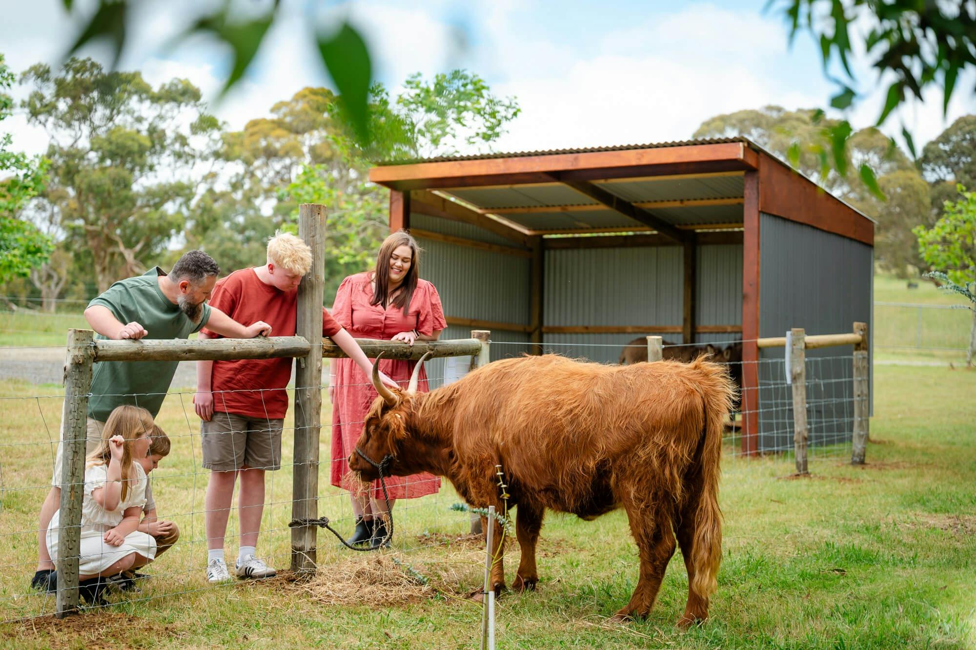 Daisy our Highland cow loves the attention