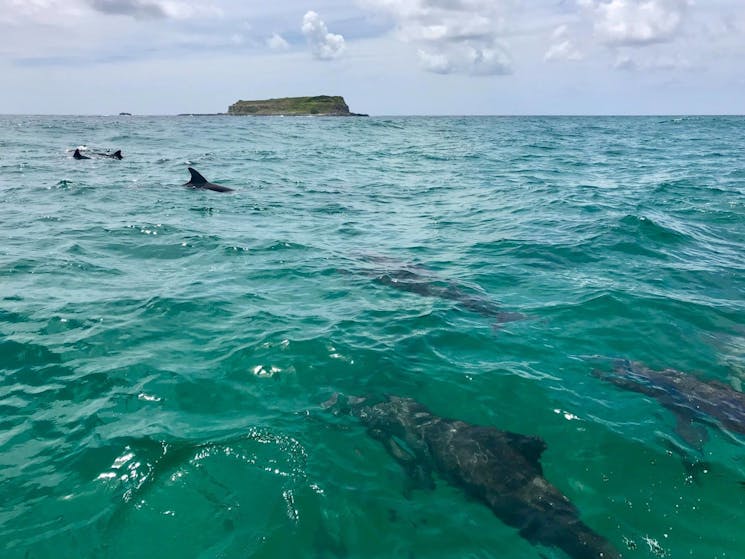 Dolphins & Cook Isl @ Fingal