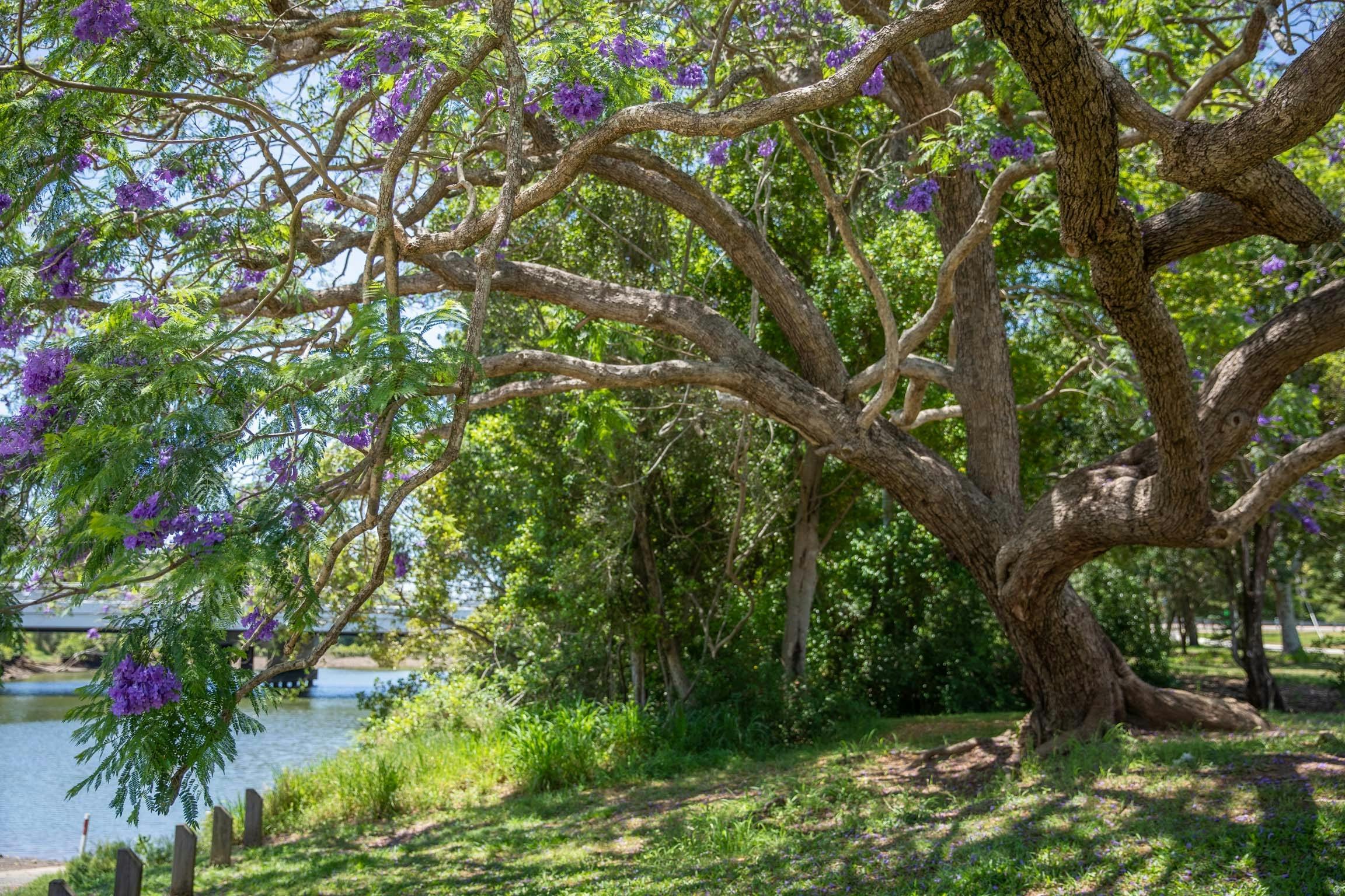 Blooming Jacaranda on the banks for the North Pine River