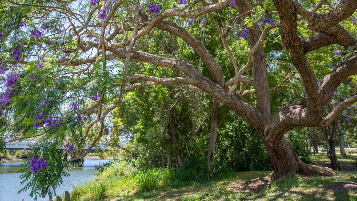 A Jacaranda Tree in full bloom in Leis Park, on the banks of the North Pine River A Jacaranda Tree in full bloom in Leis Park, on the banks of the North Pine River