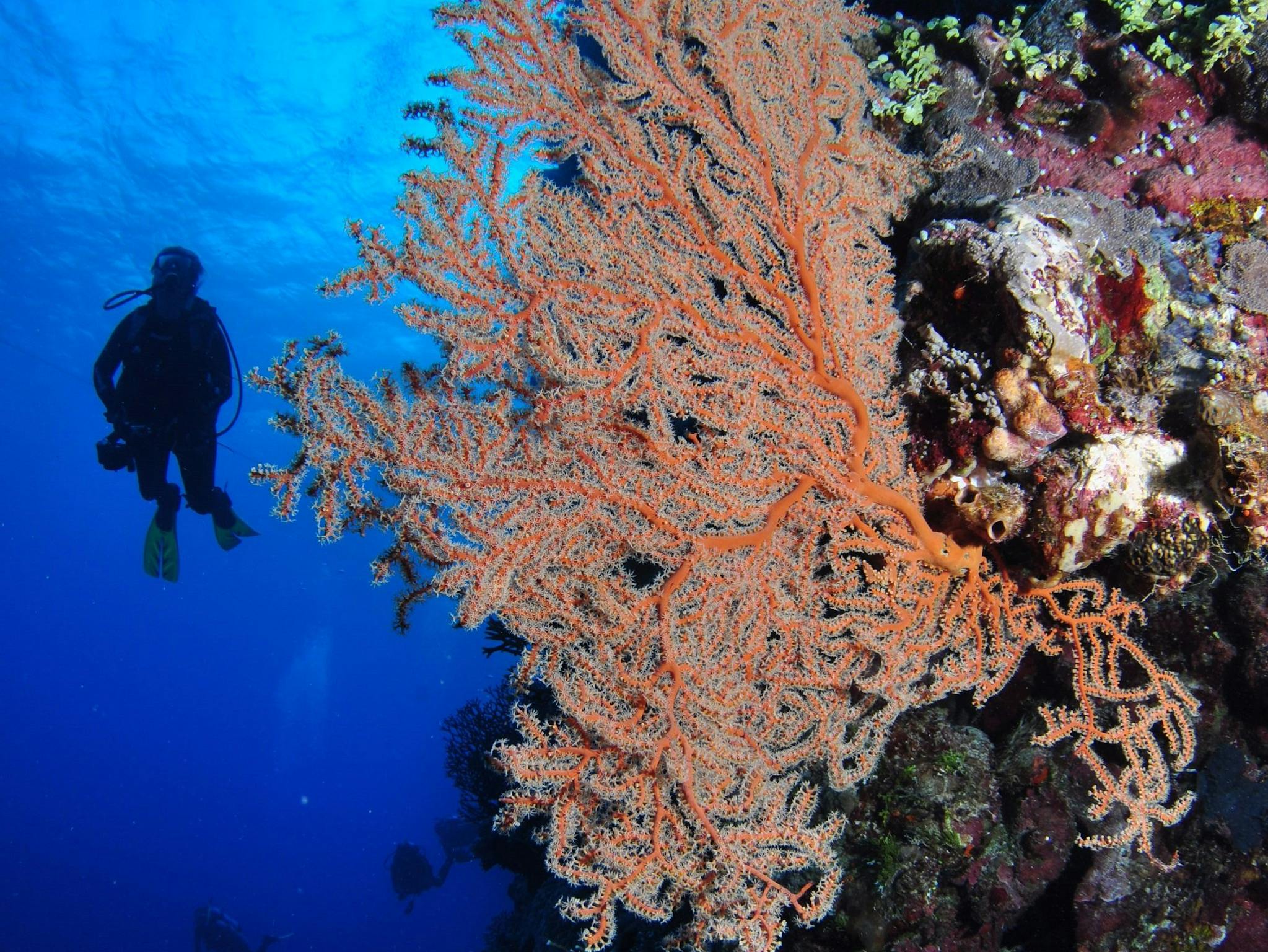 Bougainville Reef Dive Site