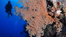 Bougainville Reef Dive Site