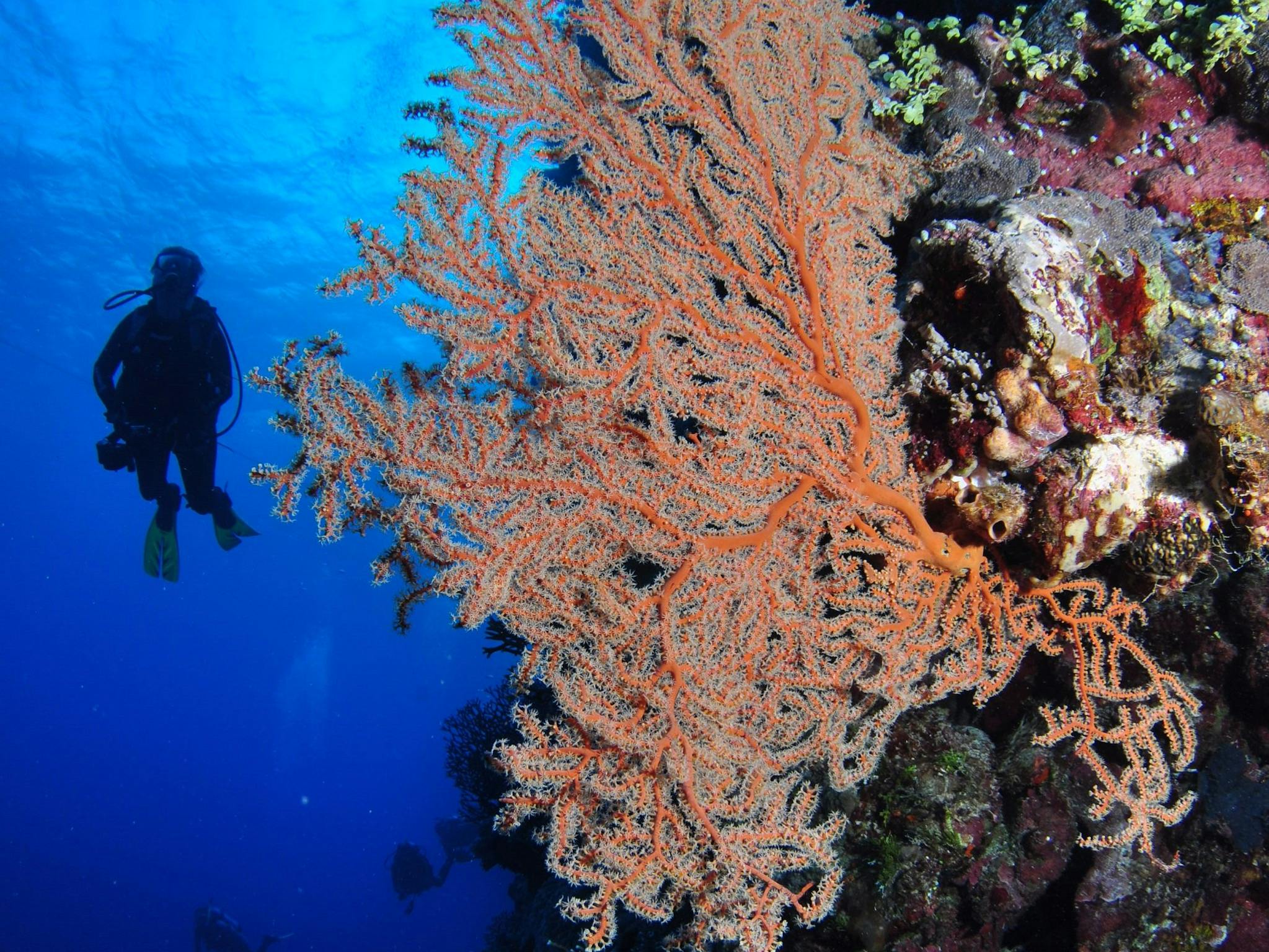 Bougainville Reef Dive Site Bougainville Reef Dive Site