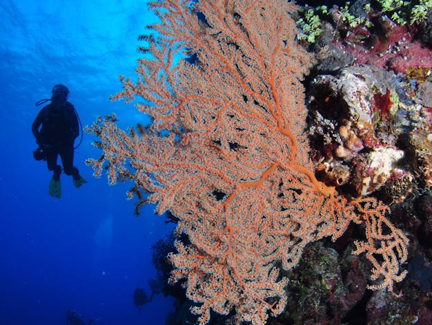 Bougainville Reef Dive Site