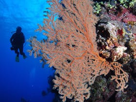 Bougainville Reef Dive Site
