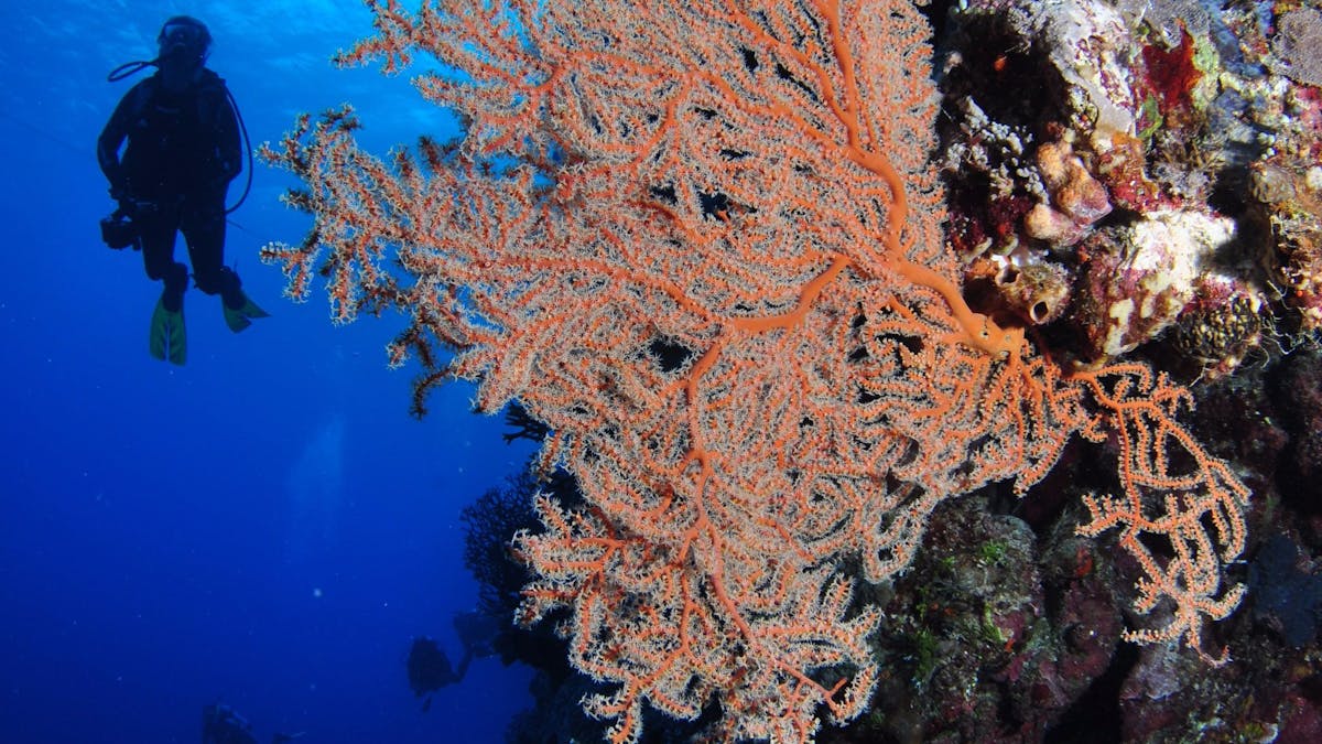 Bougainville Reef Dive Site