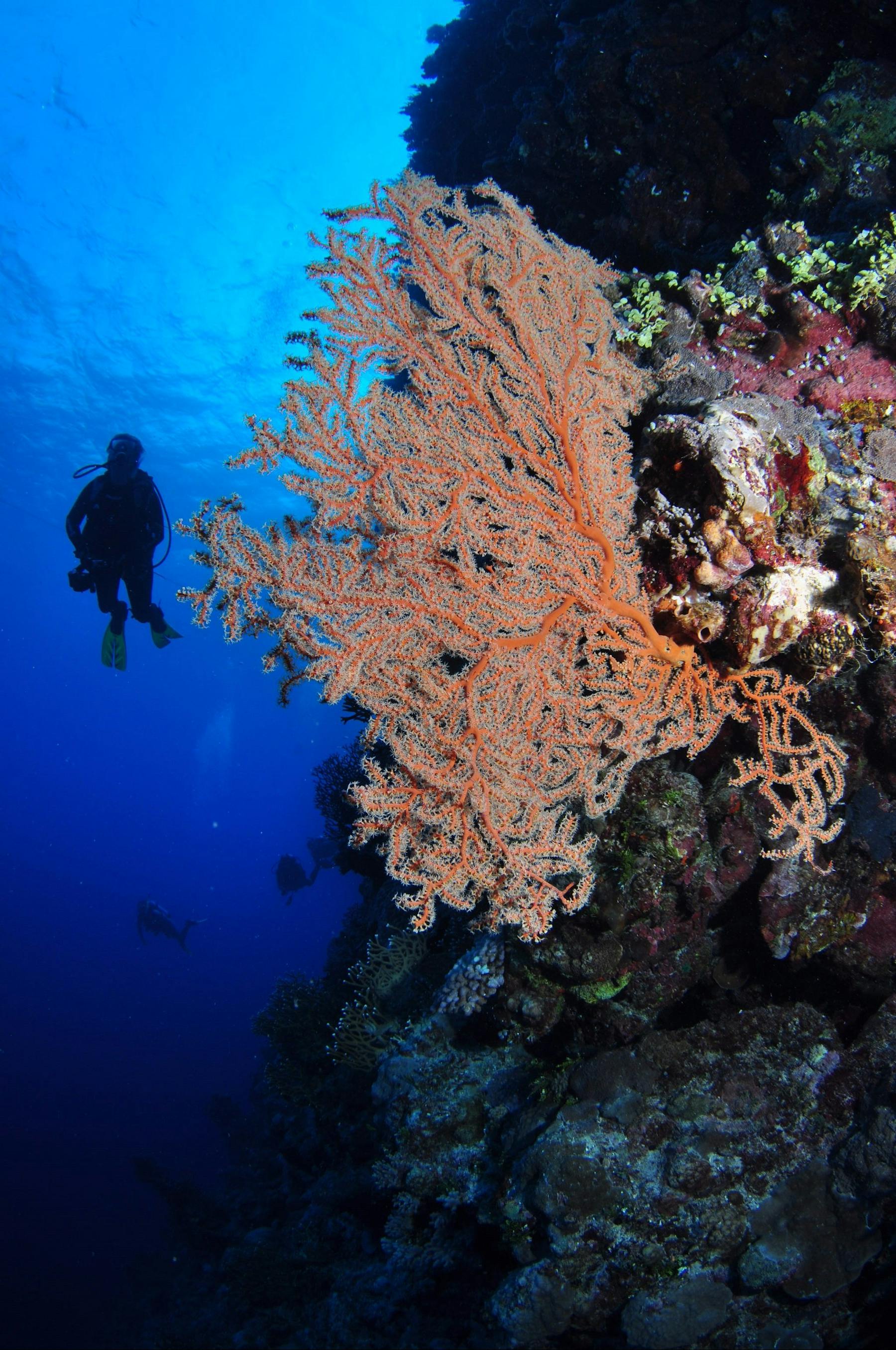 Bougainville Reef Dive Site