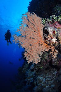 Bougainville Reef Dive Site