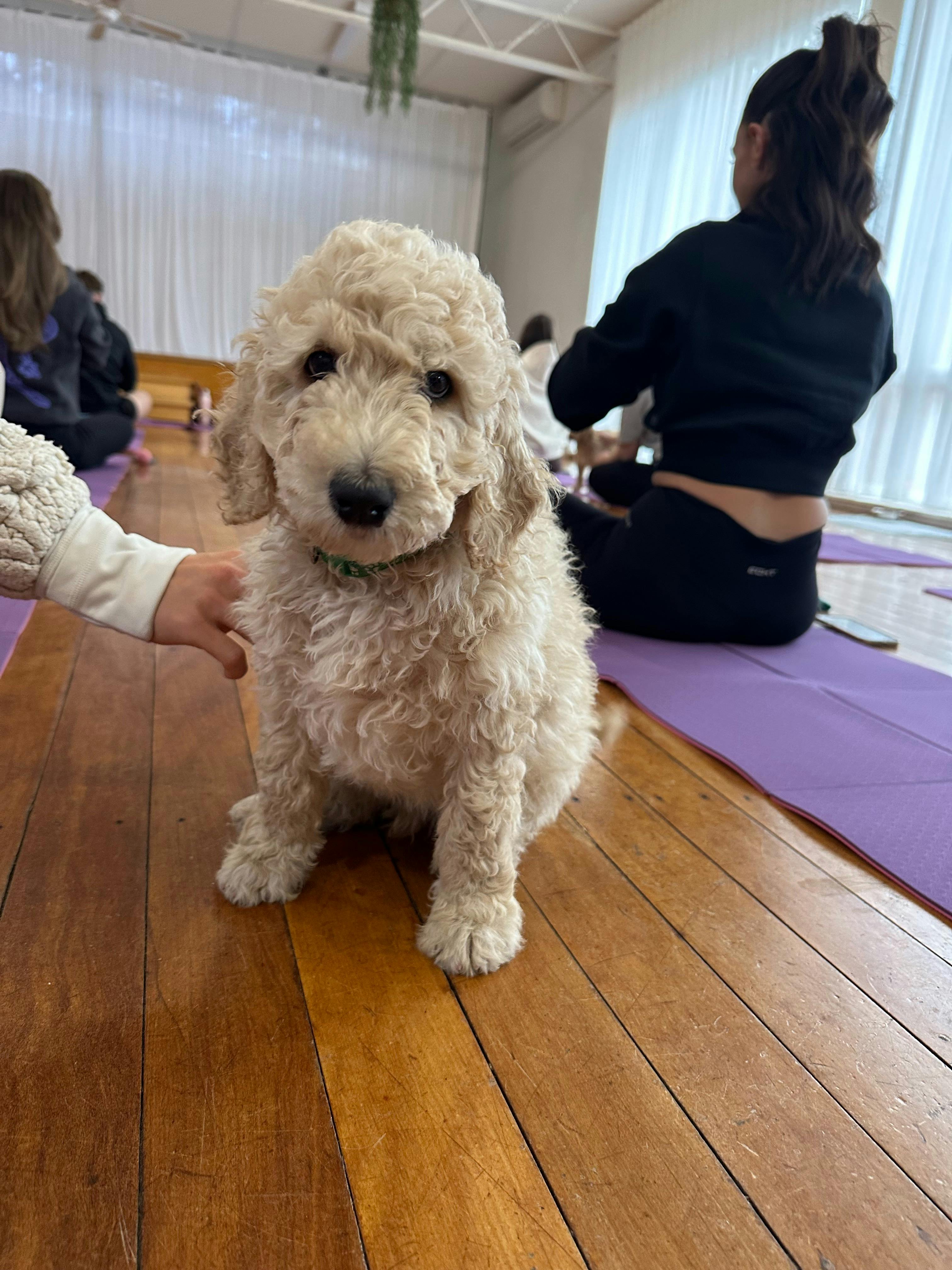 A fluffy cream puppy sits on the wooden floor beside yoga participants in Canberra.