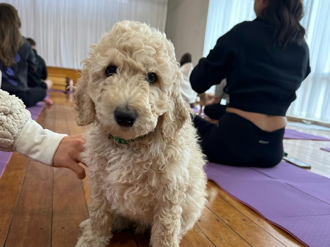 A fluffy cream puppy explores the studio during a Yoga Paws session in Canberra.