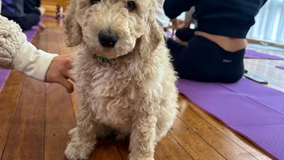 A fluffy cream puppy sits on the wooden floor beside yoga participants in Canberra.