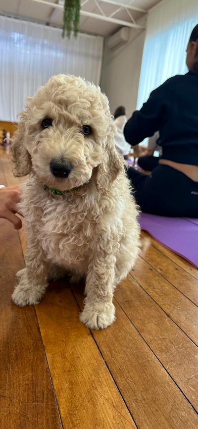 A fluffy cream puppy sits on the wooden floor beside yoga participants in Canberra.