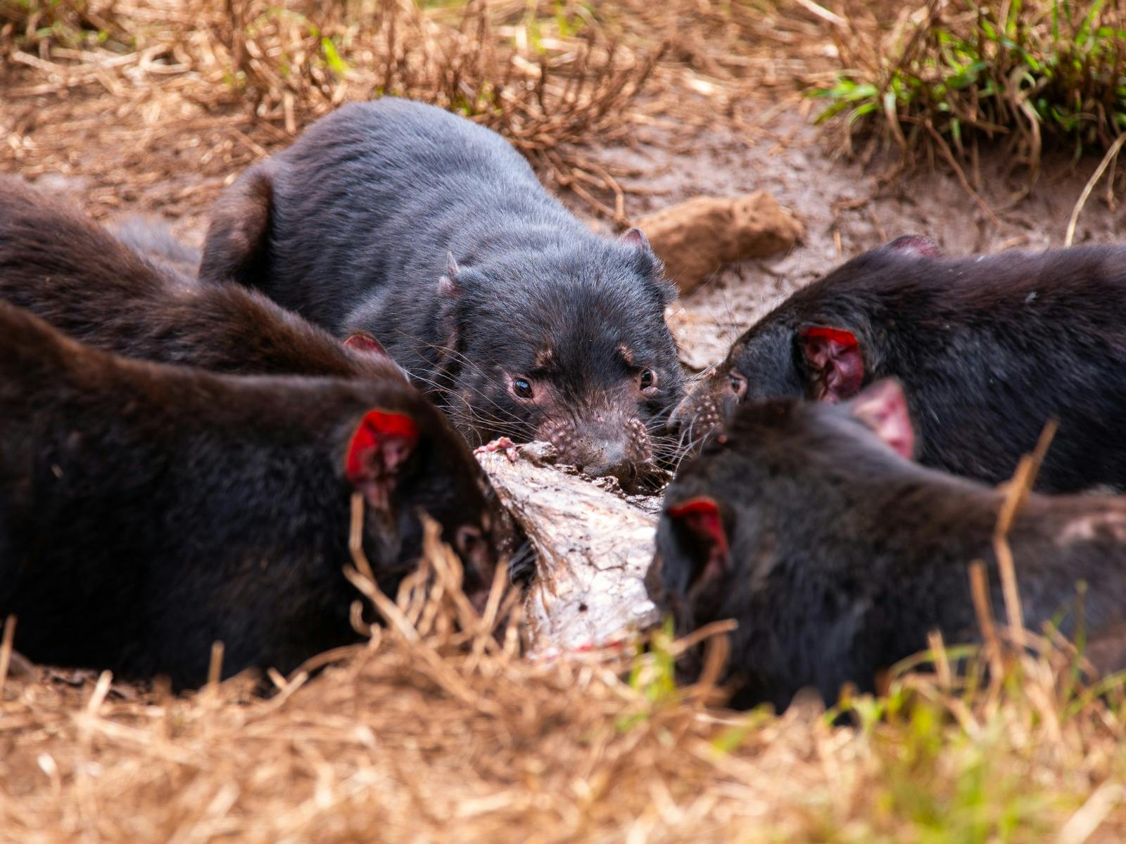 A group of Tasmanian Devils eating a piece of carrion.