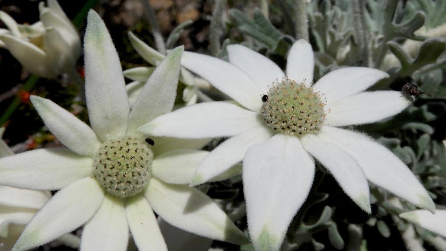Actinotus helianthi