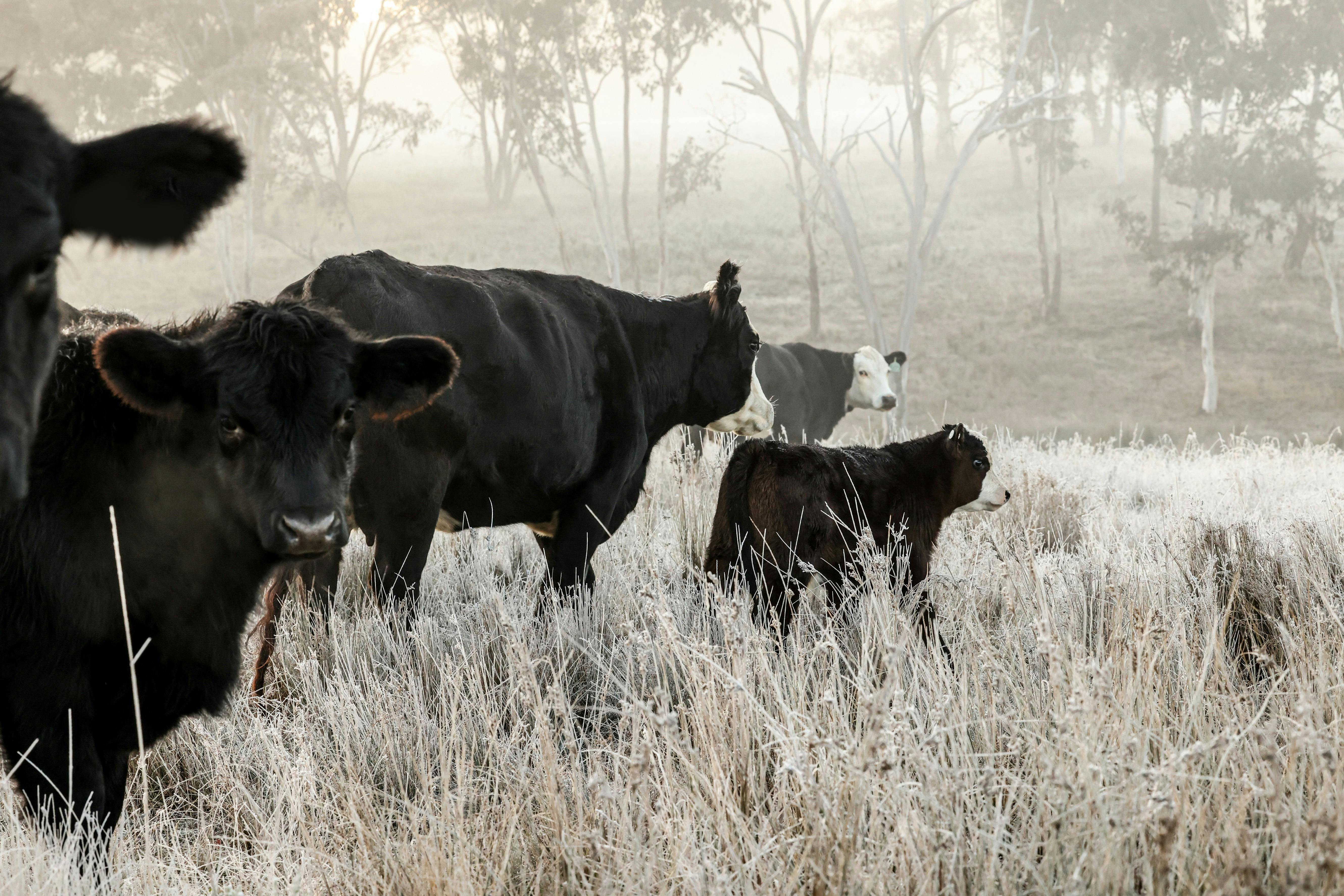 럭셔리 머지 지역 팜스테이 빌라 농장 동물