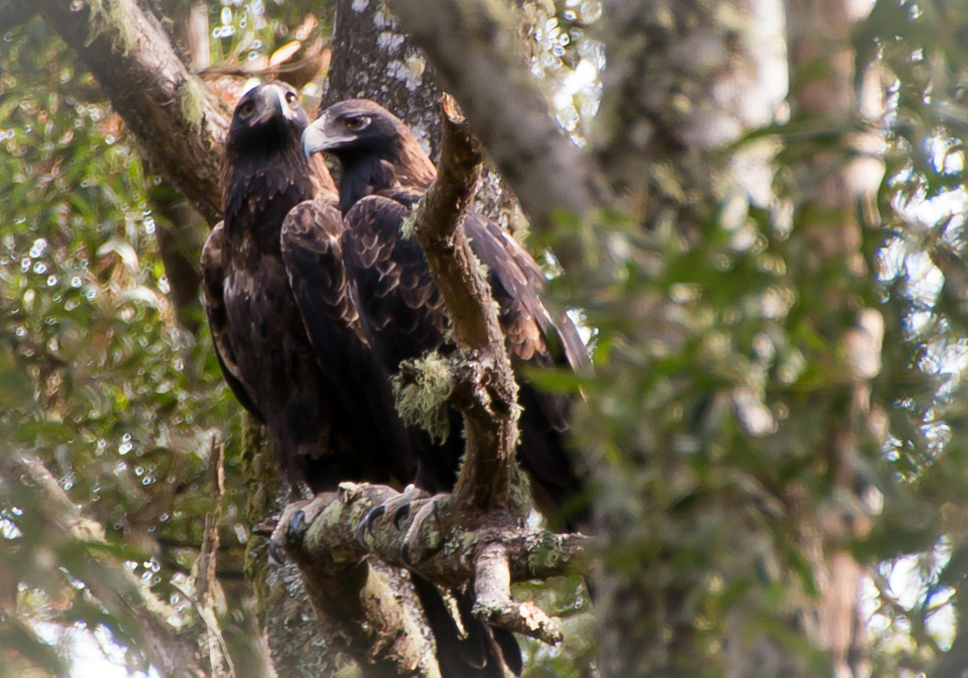 Wedge Tailed Eagles - male and female in eucalypt tree