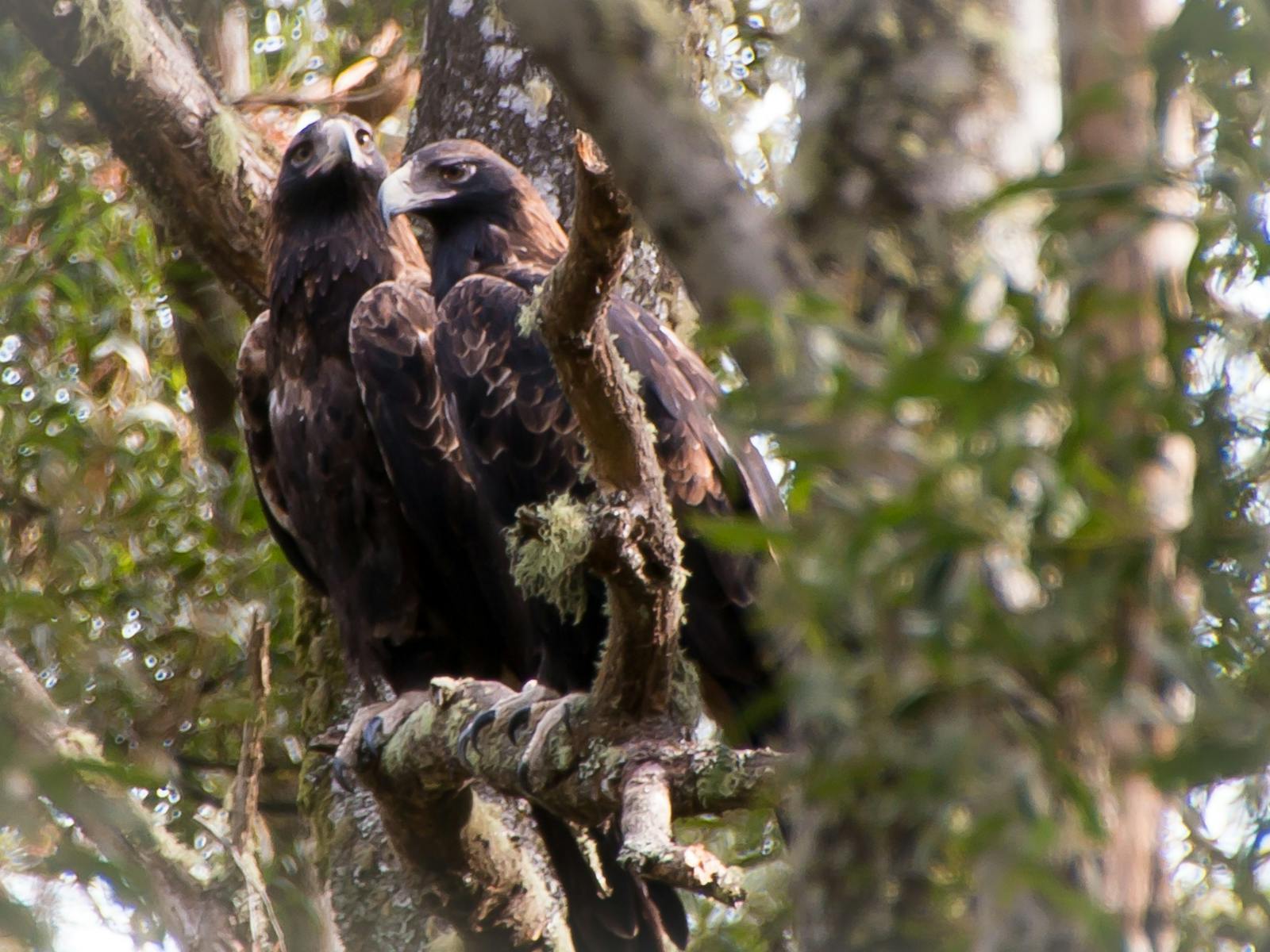 Wedge Tailed Eagles - male and female in eucalypt tree