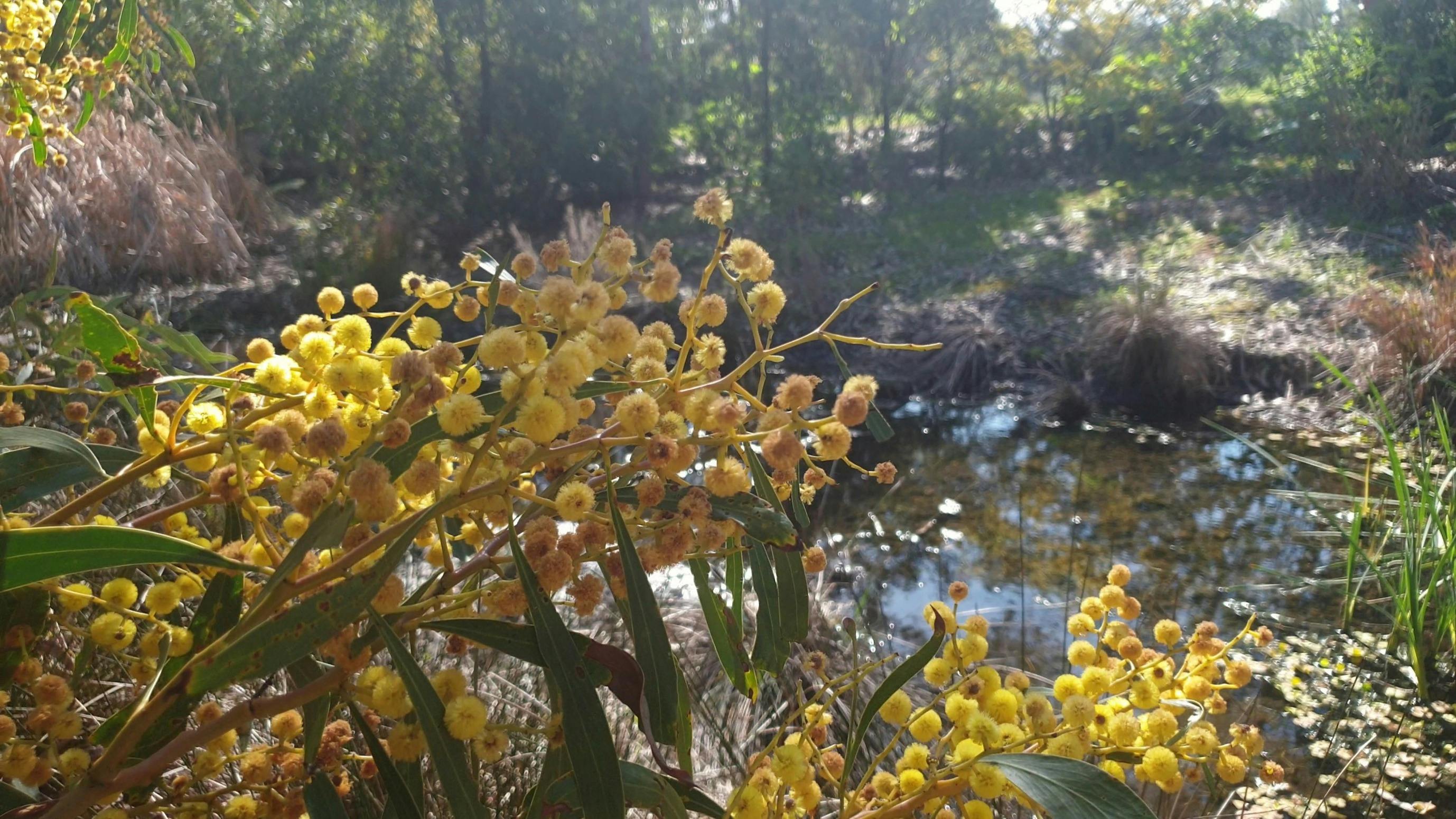 Guided Walk through GS Kingston Park /Wirrarninthi (Park 23) including West Tce Cemetery