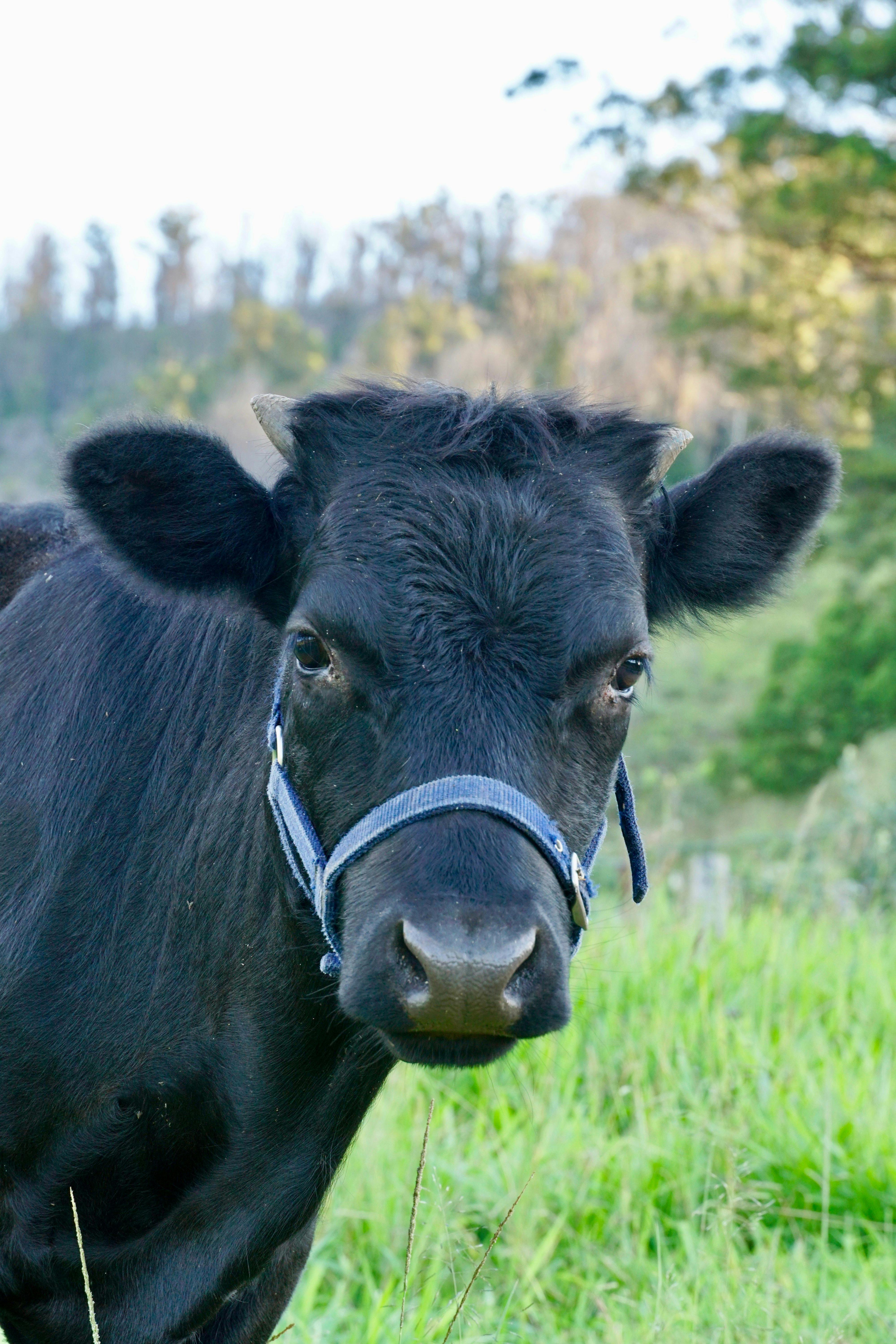 Nature's Echo Farm - Farm Tour with Animals