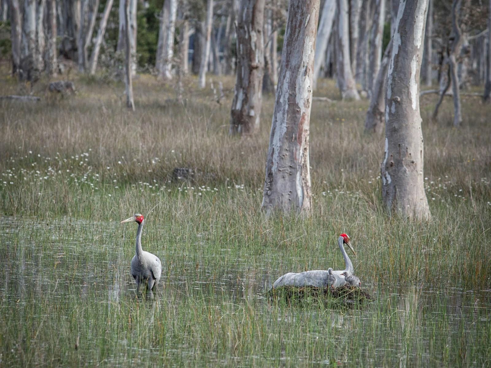 Seeing the rare Brolga with two babies
