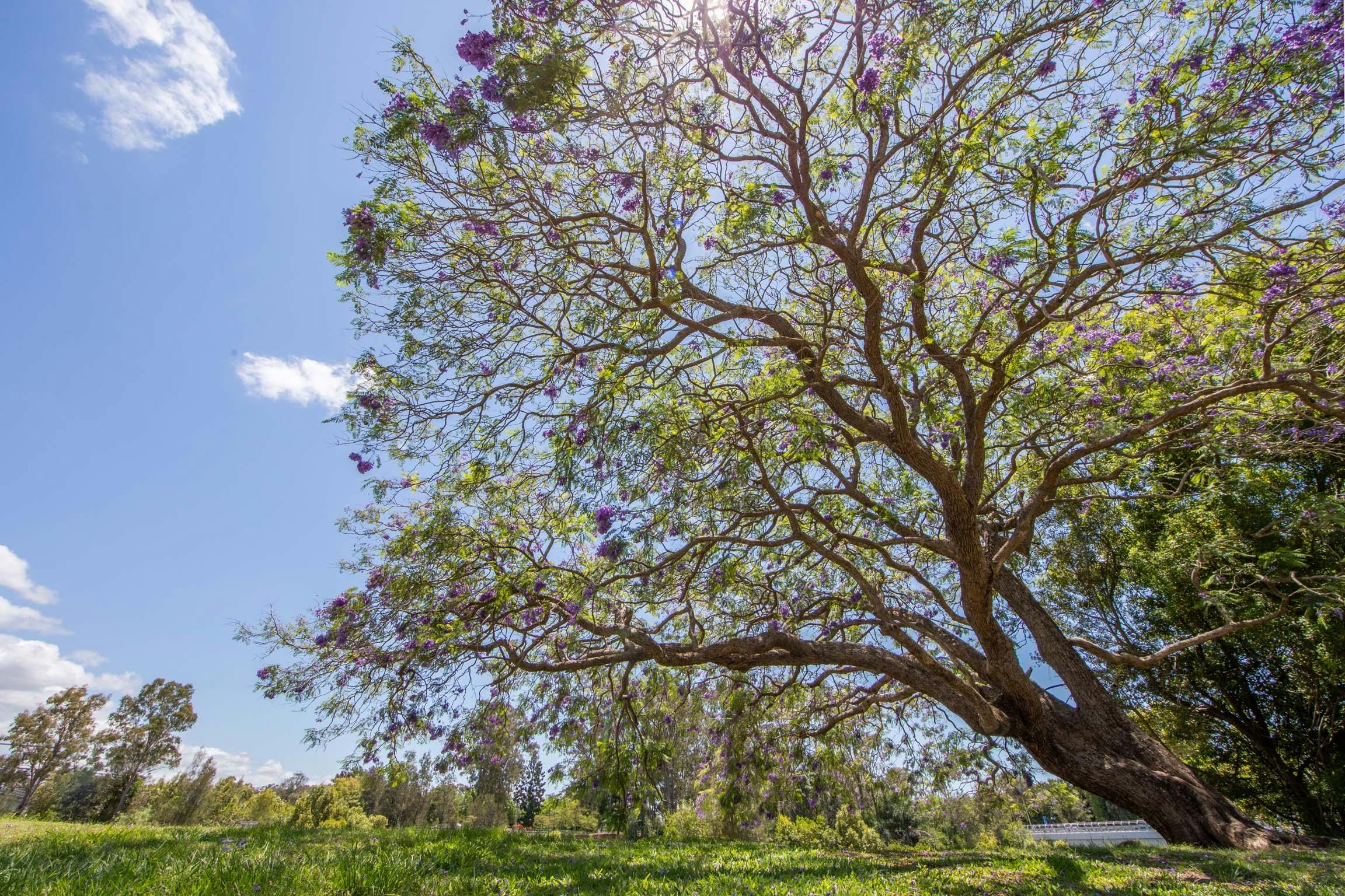 Jacarandas in Leis Park