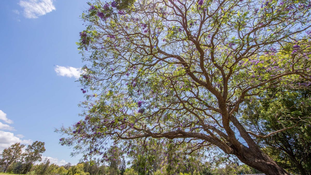 A Jacaranda Tree in bloom in Leis Park A Jacaranda Tree in bloom in Leis Park