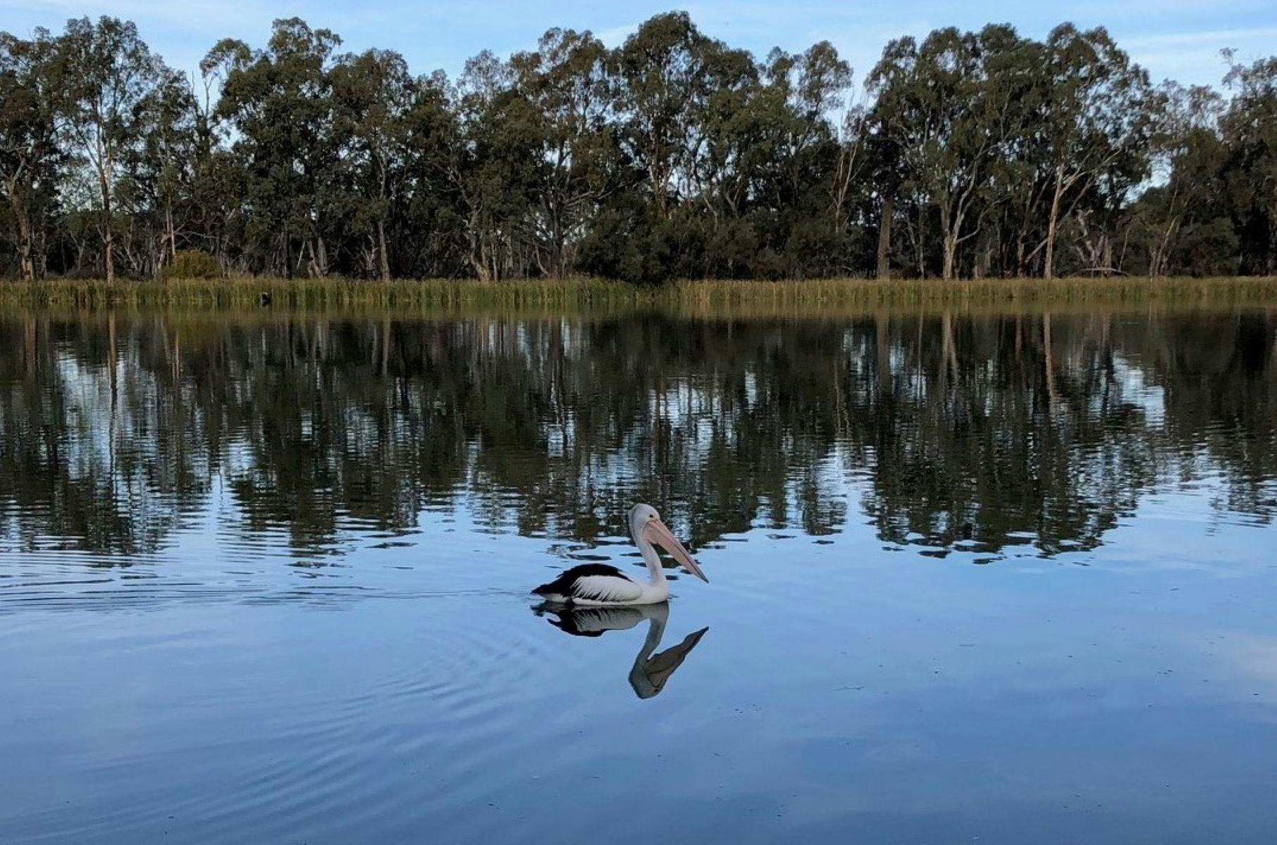 Renmark River Cruises